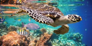 Akumal Snorkeling Riviera Maya