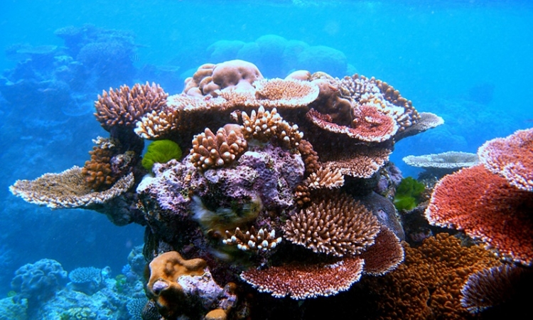 Riviera Maya Snorkeling Coral