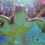 Riviera Maya Snorkeling Tour