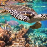 Riviera Maya Snorkeling Tour