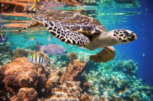 Riviera Maya Snorkeling Tour