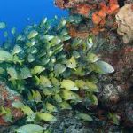 Riviera Maya Snorkeling