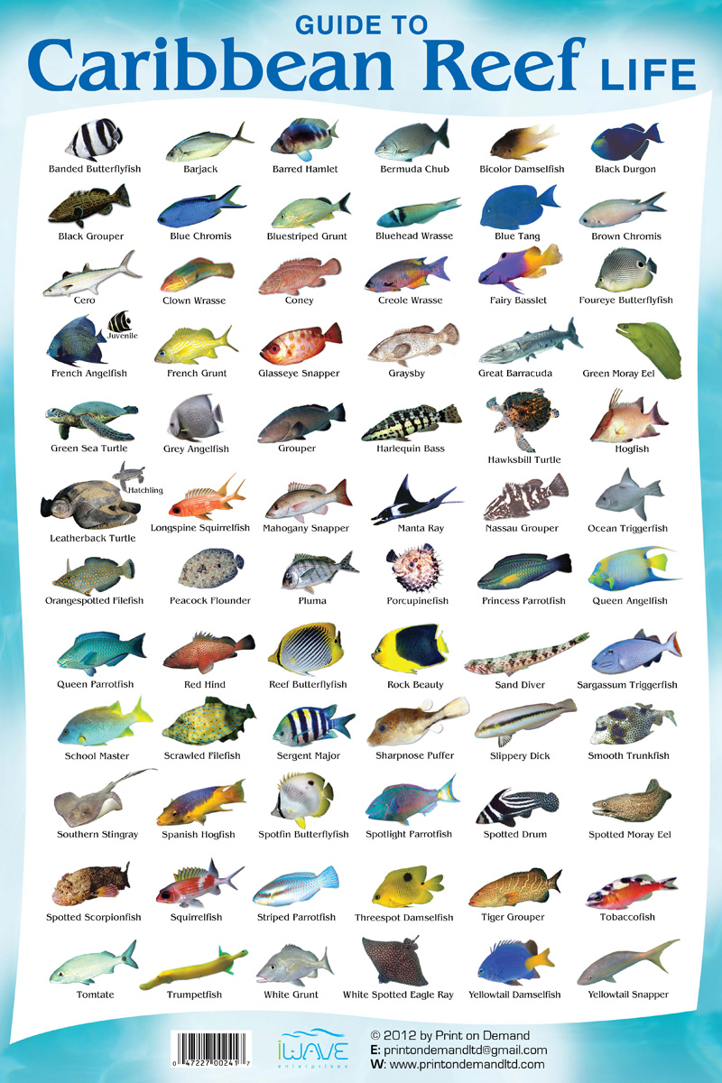Coral Reef Fish Species Fishes You Can See While Snorkeling Riviera 