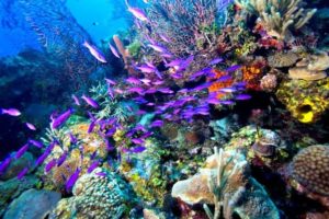 The Mesoamerican Barrier Reef