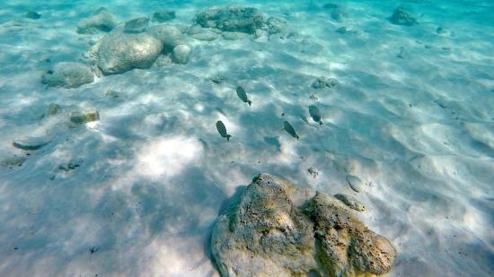 Xcacel Snorkeling Riviera Maya Xcacel Snorkeling Riviera Maya