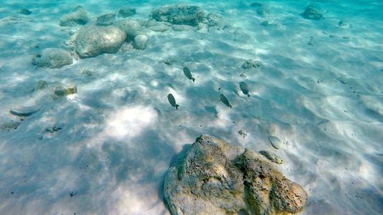 Xcacel Snorkeling Riviera Maya