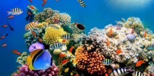 Riviera Maya Snorkeling Coral Reef