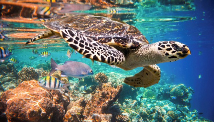 Snorkeling en Akumal Riviera Maya