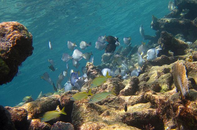 Snorkeling en Paamul Riviera Maya